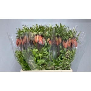 FRIT IM RUBRA MAXIMA