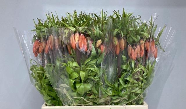 <h4>FRIT IM RUBRA MAXIMA</h4>