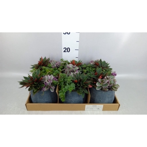 Arr.   Kamerplant Groen L%