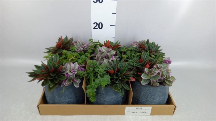 <h4>Arr.   Kamerplant Groen L%</h4>