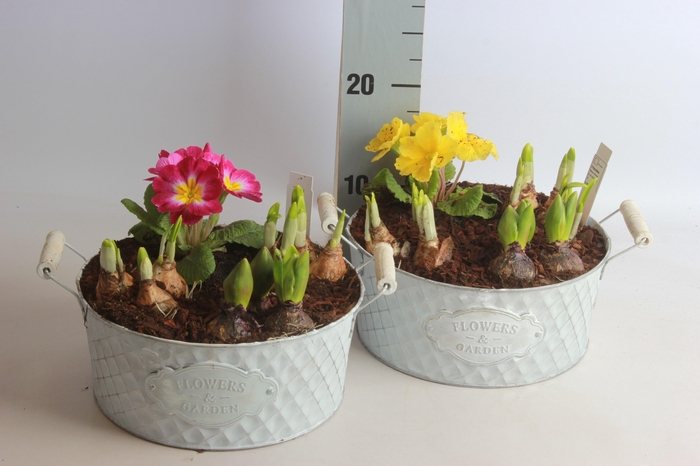 <h4>ARR TUINPLANTEN</h4>