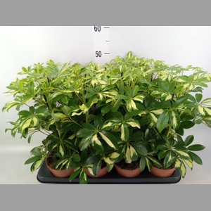 Schefflera arbor. 'Gerda'