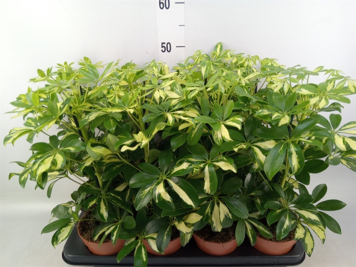 <h4>Schefflera arbor. 'Gerda'</h4>