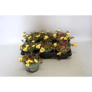Portulaca Yellow
