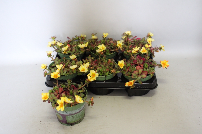 <h4>Portulaca Yellow</h4>