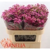Chame Free Spirit Fuchsia 70cm