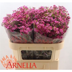 Chame Free Spirit Fuchsia 70cm