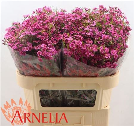 <h4>Chame Free Spirit Fuchsia 70cm</h4>