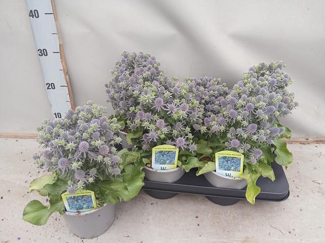 <h4>ERYN ALP BLUE STAR</h4>