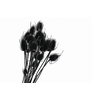 Chardon Black