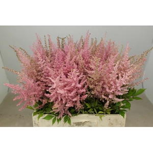 Astilbe Erika