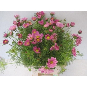 COSMOS BIPINNATUS 30 GR.