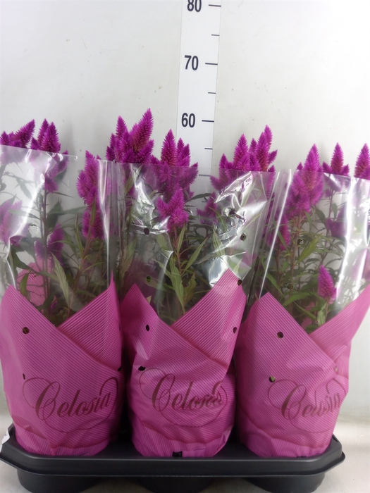 <h4>Celosia arg. SP 'Deep Purple'</h4>