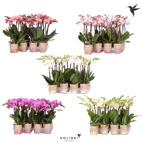 <h4>Kolibri Orchids Phalaenopsis Diverse 2 spike</h4>