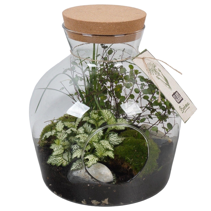 <h4>PTGIG2152 Arrangement Greens in glass in glazen terrarium</h4>