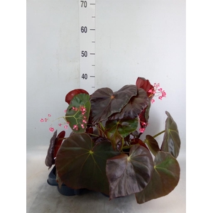 Begonia BD   ...