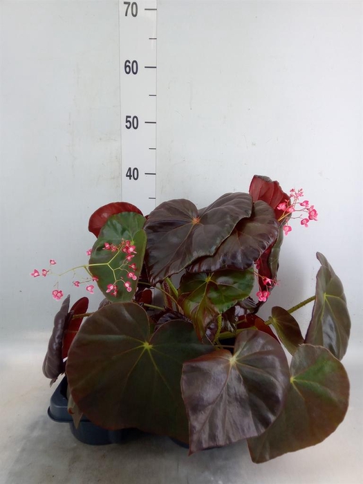 <h4>Begonia BD   ...</h4>