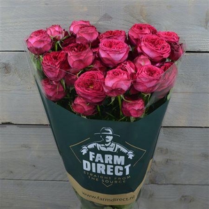 R Tr Royal Trendsetter