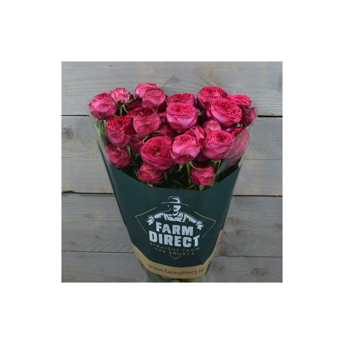 <h4>R Tr Royal Trendsetter</h4>