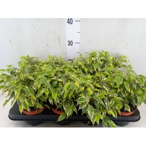 Ficus benja. 'Kinky'