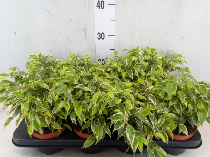 <h4>Ficus benja. 'Kinky'</h4>
