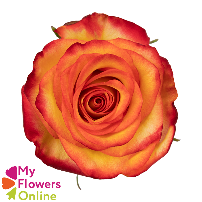 <h4>R Gr High & Magic Bicolor 60cm EC</h4>