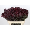 Leucadendron Saf Sunset Dark R.