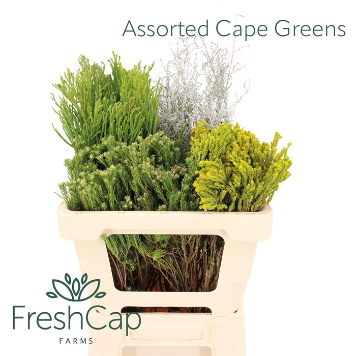 <h4>Assorted Cape Greens</h4>
