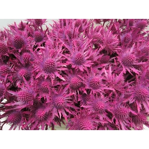 Eryn Orion Cerise L50