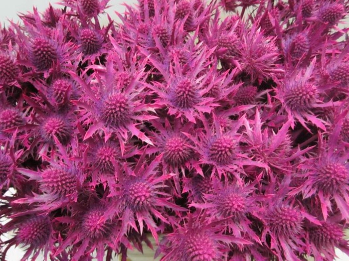 <h4>Eryn Orion Cerise L50</h4>