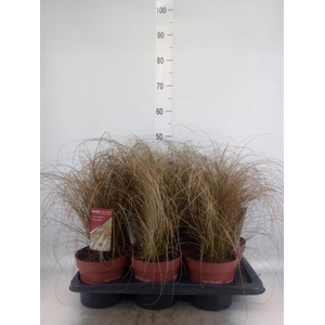 Carex comans 'Bronze Form'