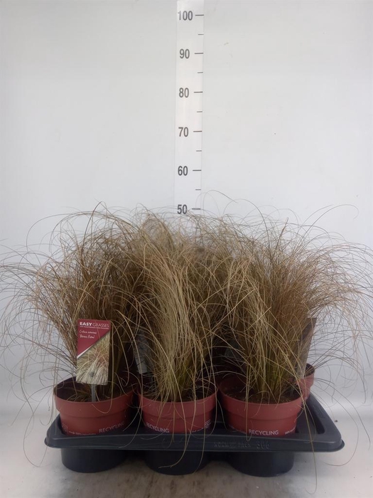 <h4>Carex comans 'Bronze Form'</h4>