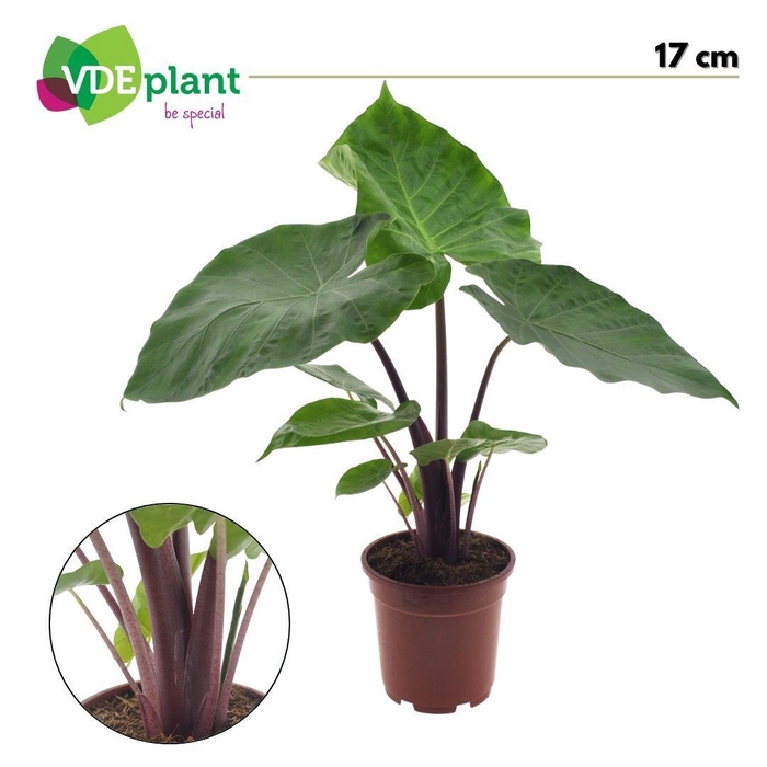 <h4>Alocasia Imperial Red</h4>