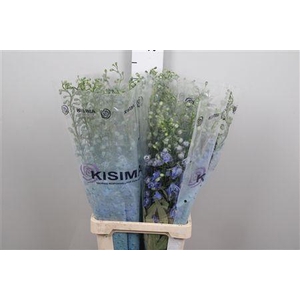 Delph Du C Blue Shades