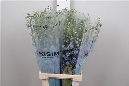 <h4>Delph Du C Blue Shades</h4>