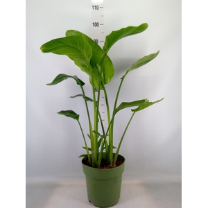 Strelitzia nicolai