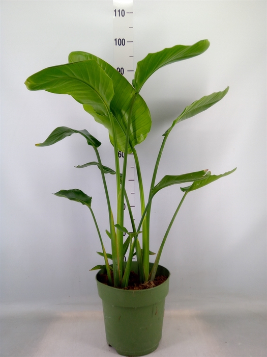 <h4>Strelitzia nicolai</h4>