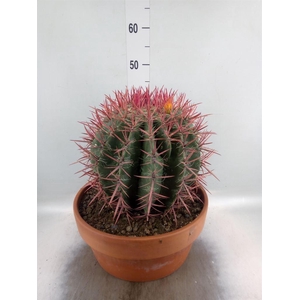 Cactus   ...