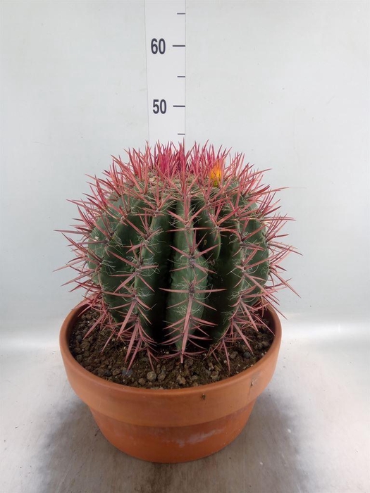 <h4>Cactus   ...</h4>