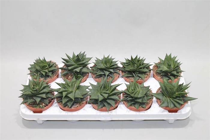 <h4>Haworthia Limifolia Twist</h4>