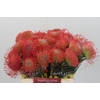 Nutans Ayoba Pink