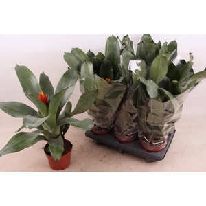 AECH PE ELEGANT FLAM