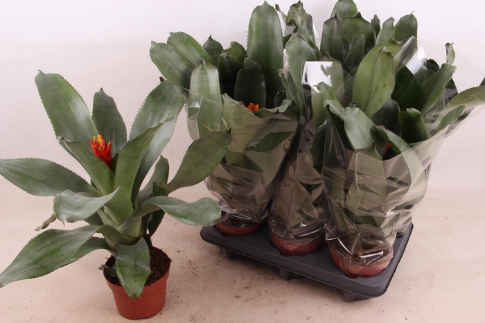 <h4>AECH PE ELEGANT FLAM</h4>