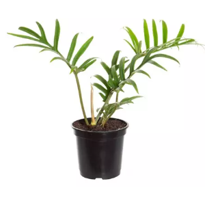 PHILODENDRON TORTUM P17
