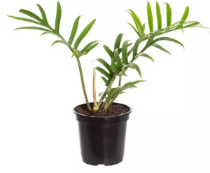 <h4>PHILODENDRON TORTUM P17</h4>