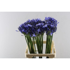 Agap Uri (blauw) L 70
