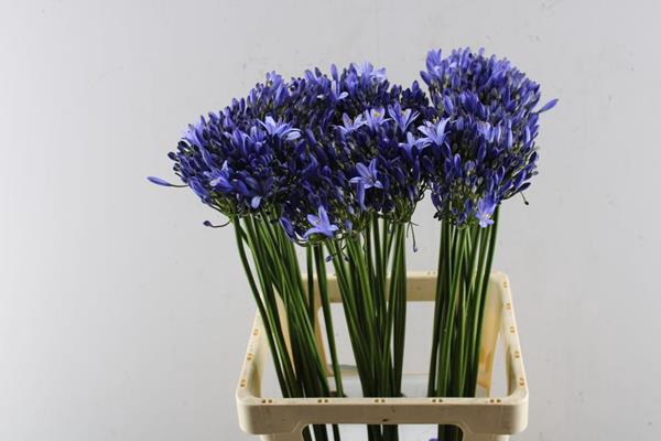 <h4>Agap Uri (blauw) L 70</h4>