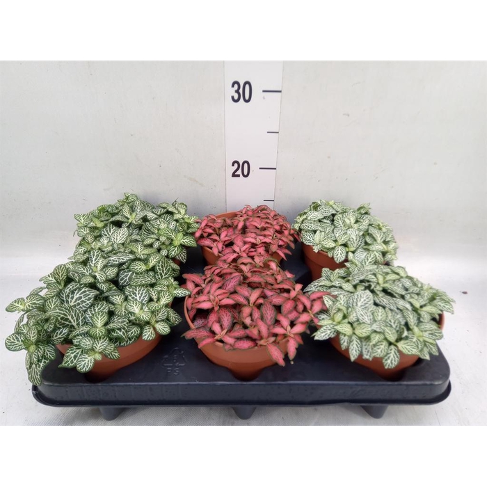 <h4>Fittonia   ...mix</h4>