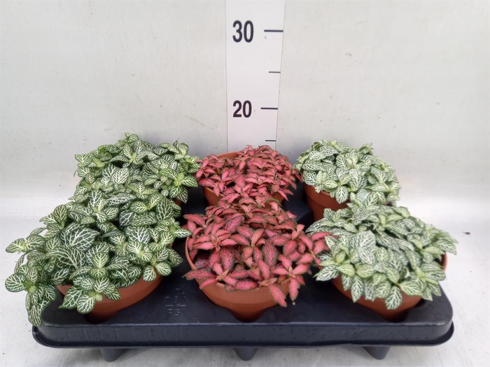 Fittonia   ...mix