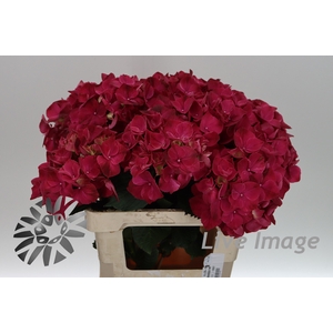 Hydrangea mag pink ruby